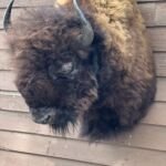 A Buffalo head & shoulder mount on a wall.
