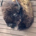 A Buffalo head & shoulder mount on a wall.
