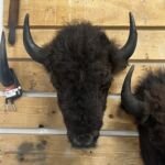 A medium Buffalo mount by Bison Creations Taxidermy.