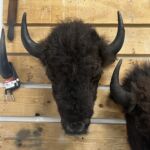 A medium Buffalo mount by Bison Creations Taxidermy.