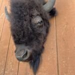 An extra large Buffalo mount by Bison Creations Taxidermy.