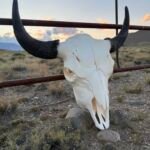 authentic buffalo/bison skull