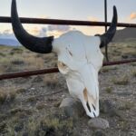 authentic buffalo/bison skull